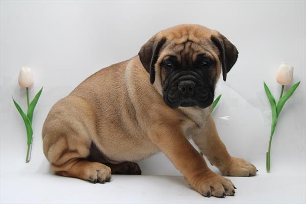 Bullmastiff (M) 5059 Image #2