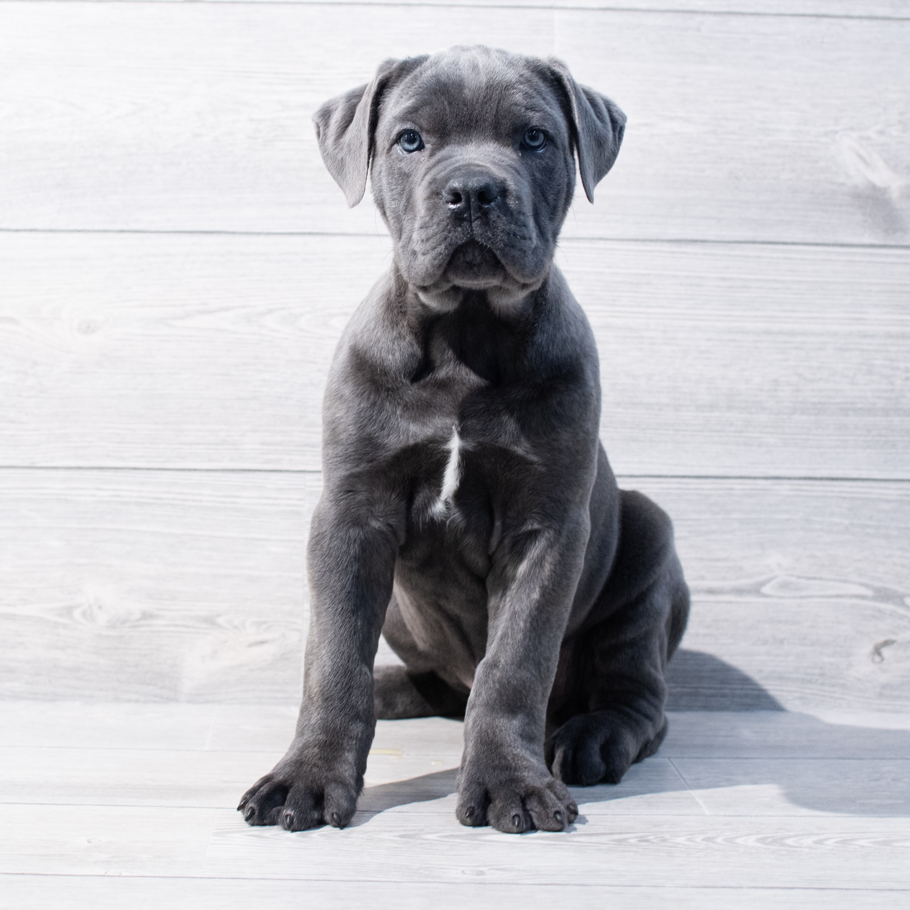 Cane Corso (M) 1783 Image #1